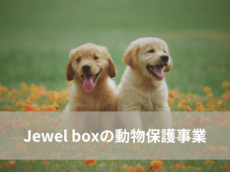 jewelboxの動物保護事業